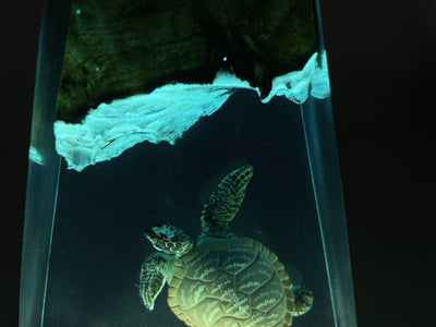 Hawksbill Turtle Art Night Light